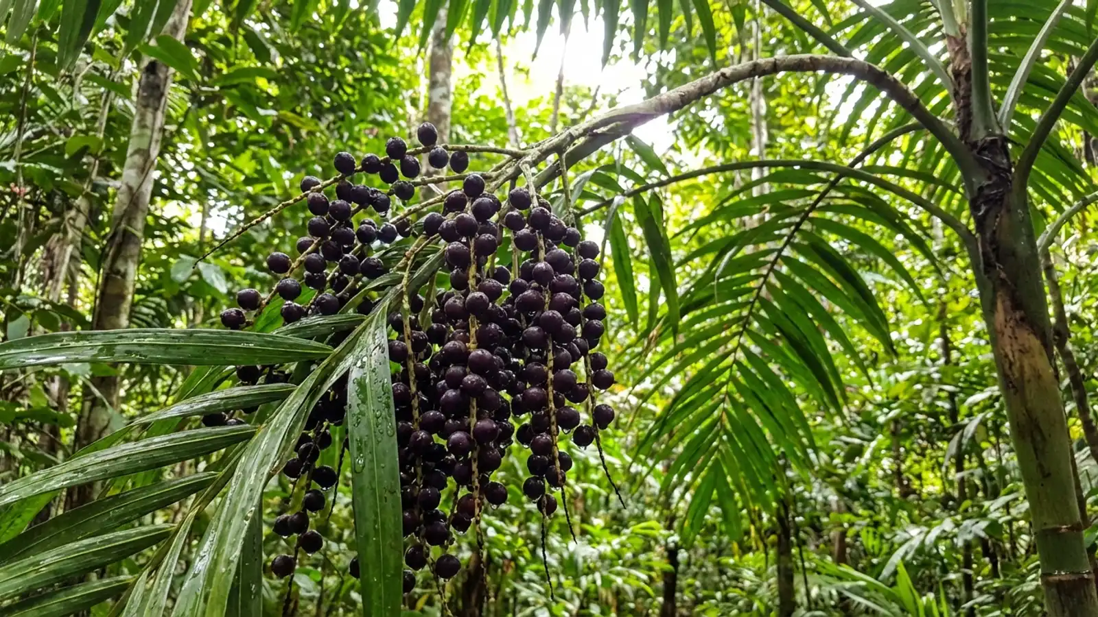 Wat is Acai? Alles over de Amazone-bes